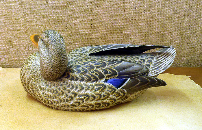 Hen Mallard -  carving by Ben Heinemann