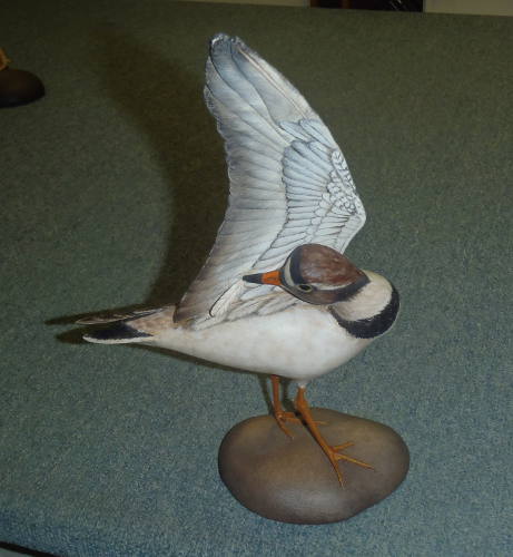 Semi-Palmated Plover -  Lifesize - carved  by Bill Gibian