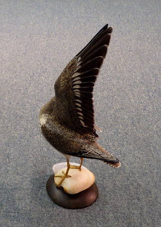 Spotted Sand Piper on Carved Clamshellsr -  Lifesize - carved  by Bill Gibian