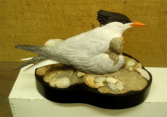 1/3 size Royal Tern w/chick - by Bob Guge