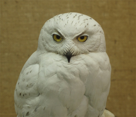 Snowy Owl carved by Bob Guge