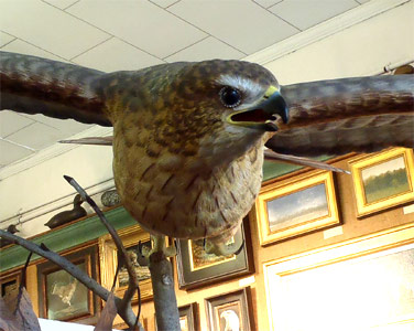 Flying Red Tail Hawk by Dan Brueggeman