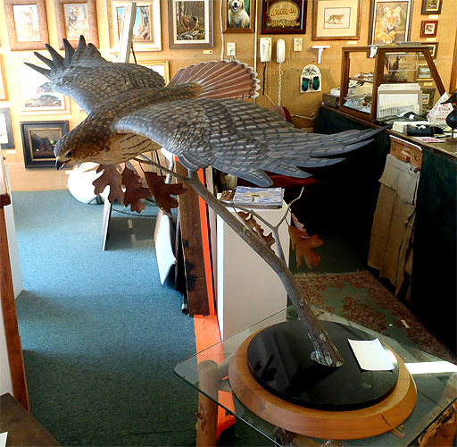 Flying Red Tail Hawk by Dan Brueggeman
