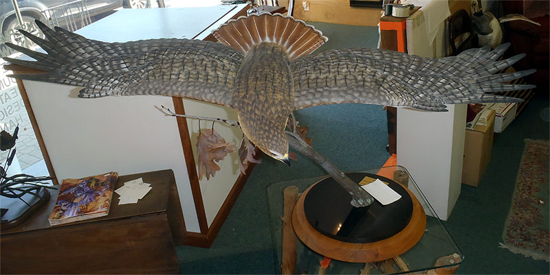 Flying Red Tail Hawk by Dan Brueggeman