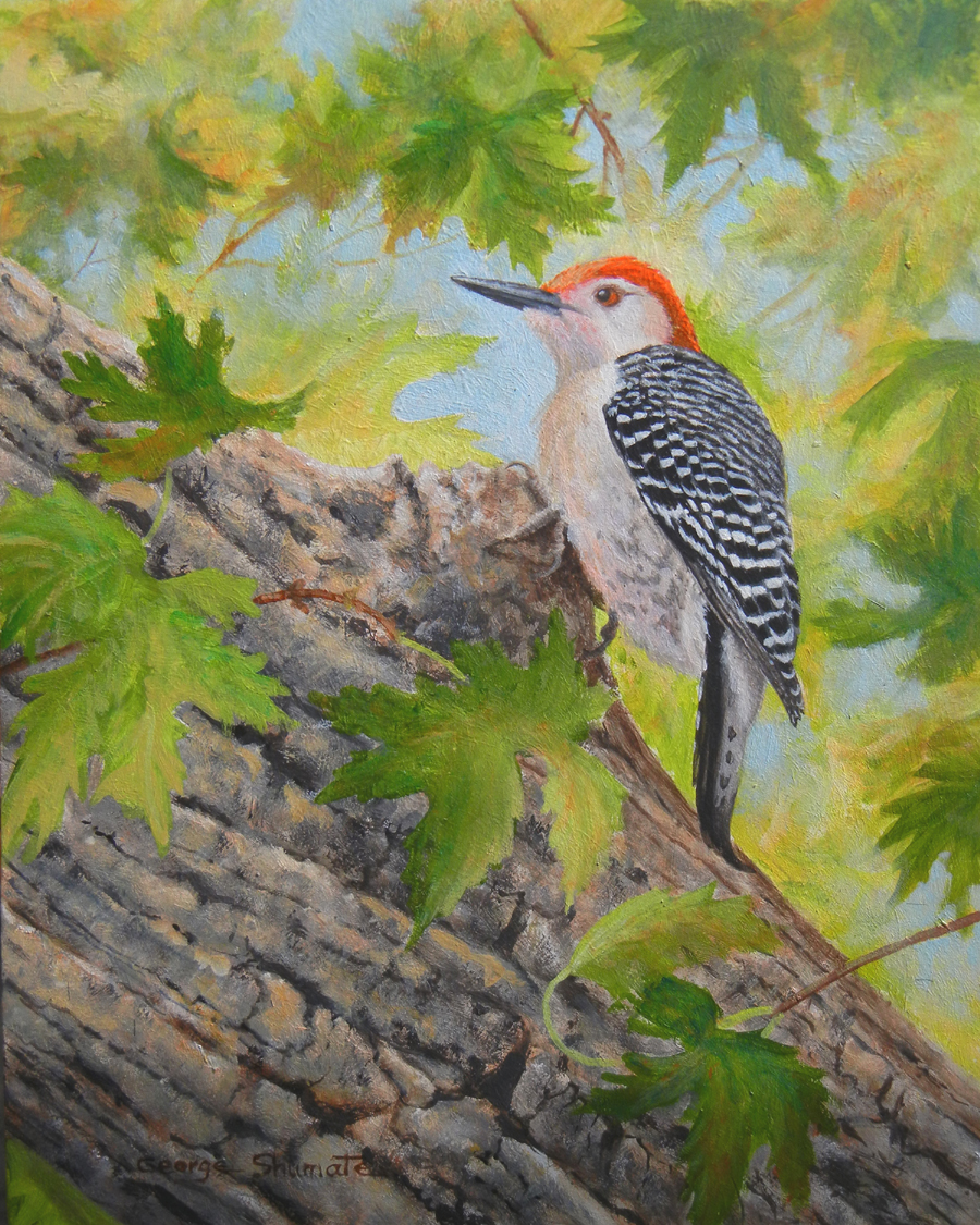 Red-bellied Woodpecker - by George Shumate