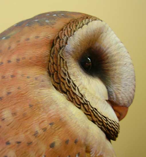Greg Pedersen - Barn Owl Feather Detail