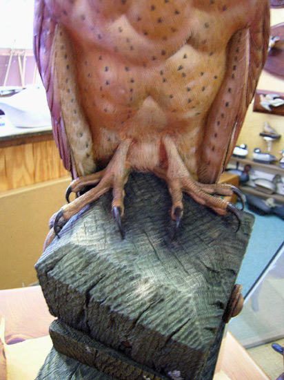 Greg Pedersen Barn Owl - Feet Detail