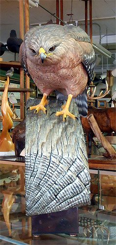 Life Sized Red Shoulder Hawk - carved by Greg Pedersen