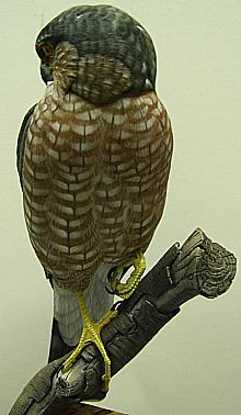 Sharp-Shinned Hawk Front View