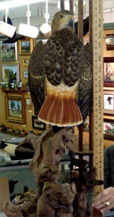 Red Tail Hawk - carved by Harvey Wilson