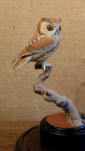 Screech Owl - 3/4 size  - carved by Harvey Wilsonj