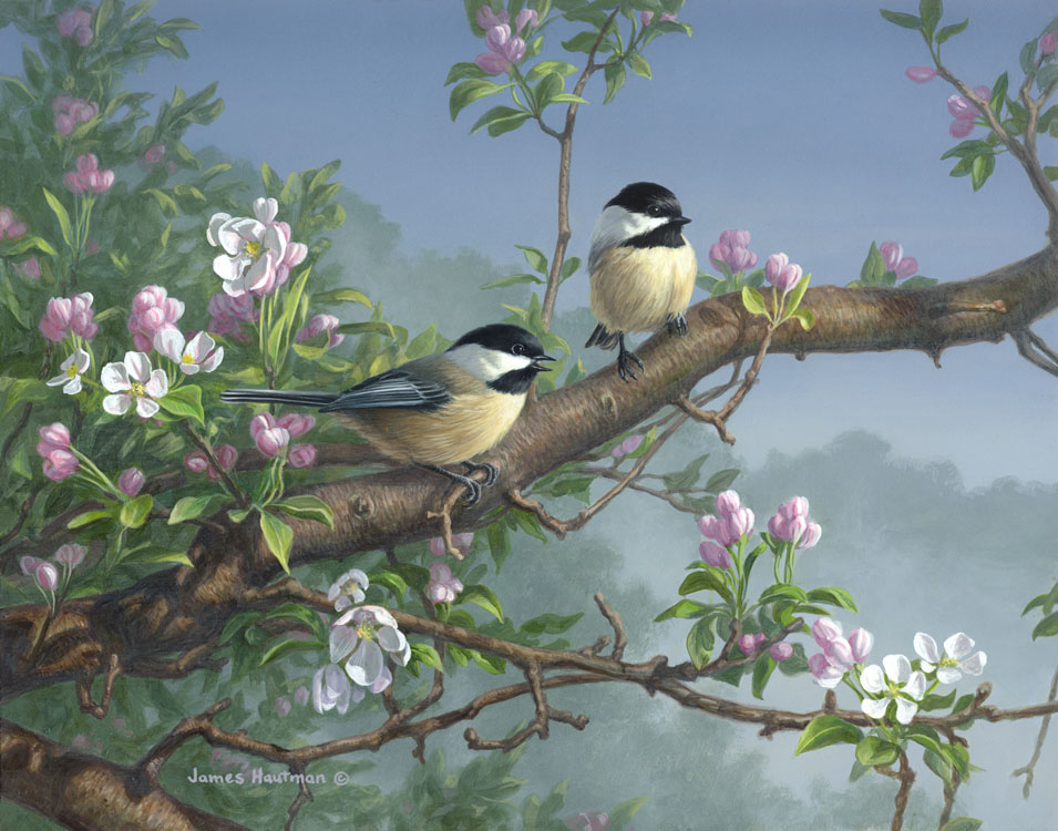 "Chickadees And Apple Blossoms" by Jim Hautman