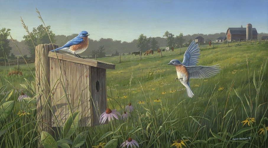 "Nesting Bluebirds"  by Jim Hautman