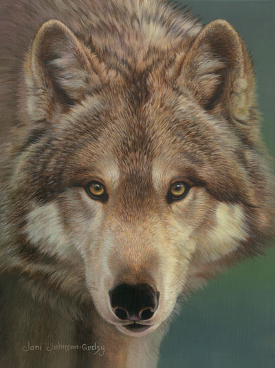 The Eyes of a Hunter - Gray Wolf - by Joni Johnson Godsy