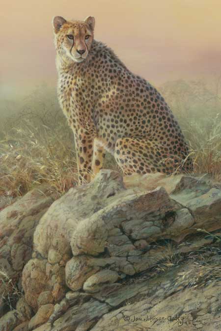 "Spots on the Rocks" Cheetah - by Joni Johnson Godsy