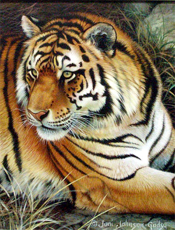 "Tiger Portrait" - Siberian Tiger - by Joni Johnson Godsy