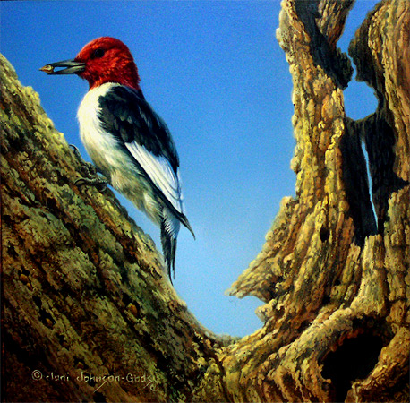 "The Nutcracker" - Red Headed Woodpecker - by Joni Johnson Godsy