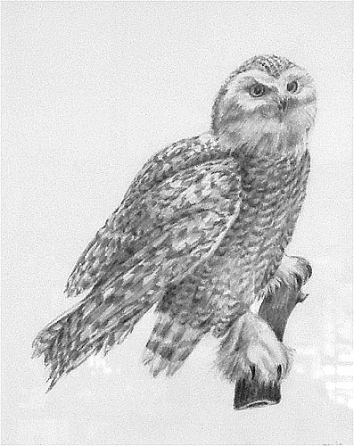 Snowy Owl  - Graphite by Marv Zaro