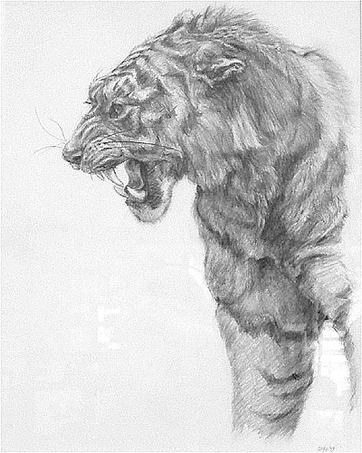 Tiger - Graphite by Marv Zaro