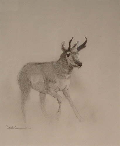 Pronghorn Study by Michael Budden