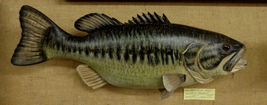 Large Mouth Bass - carved by Mike Barrett