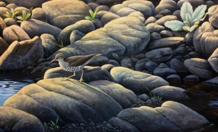 Spotted Sandpiper - Painting by Wil Goebel