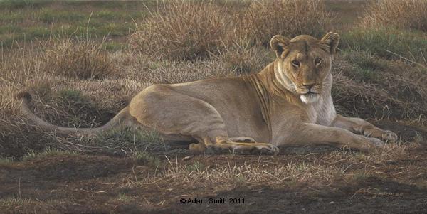 African Repose (Lioness)  - by Adam Smith
