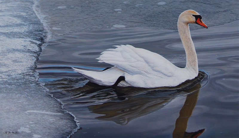 Winter's Elegance - Mute Swan -  by Darin Miller