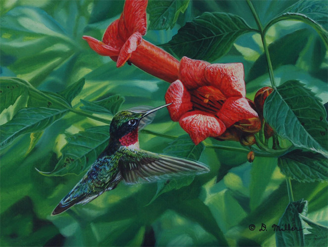 Trumpet Vine Visitor - Ruby-throated Hummingbird