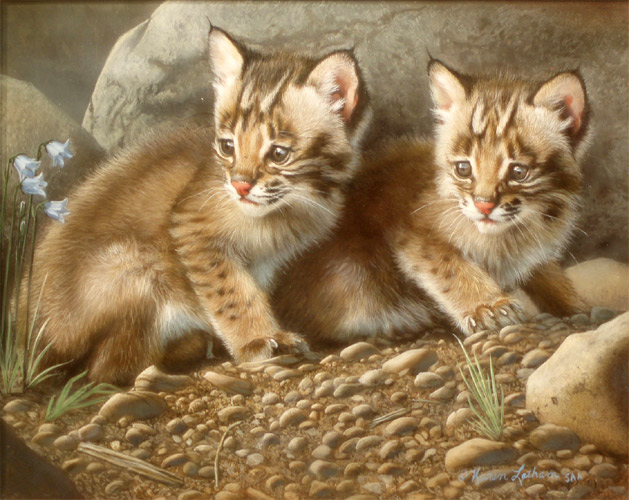 Out and About - Bobcat Kittens by Karen Latham