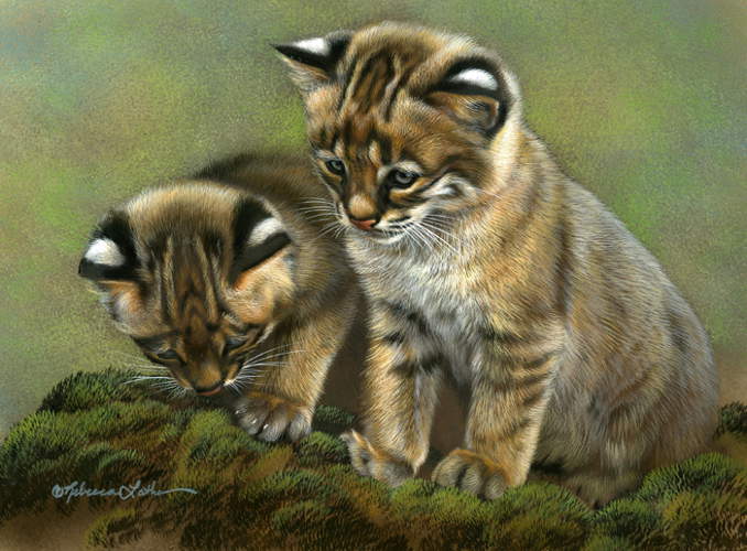 Curious Pair - Bobcat Kittens - by Rebecca Latham