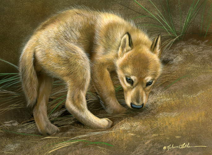Shy - Wolf Pup -  by Rebecca Latham