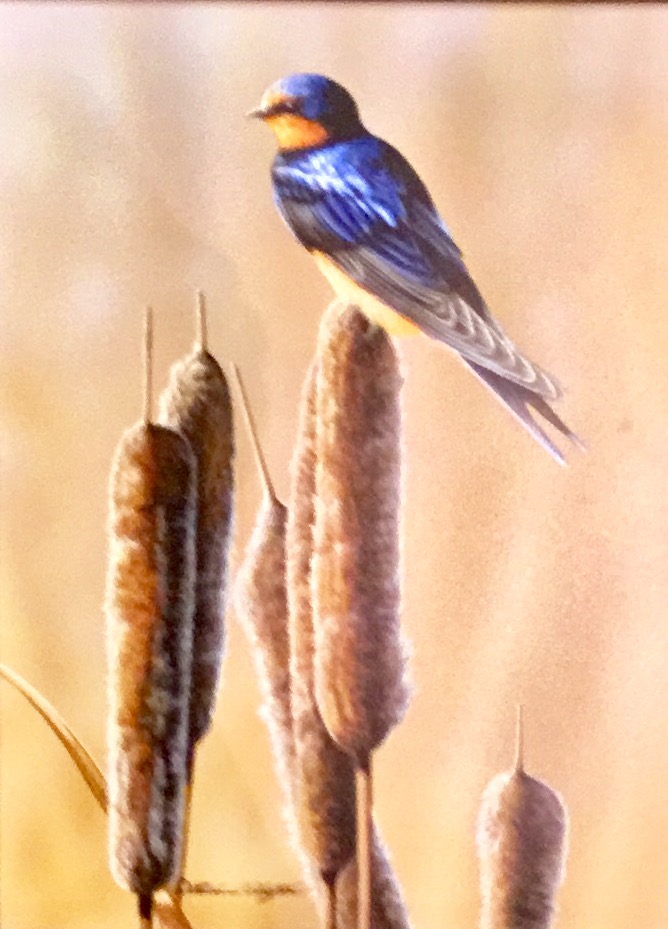 Barn Swallow - by Richard Clifton