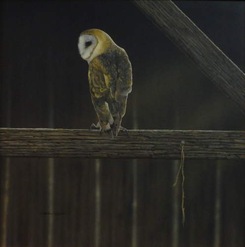 Rafters Barn Owl - by Richard Clifton