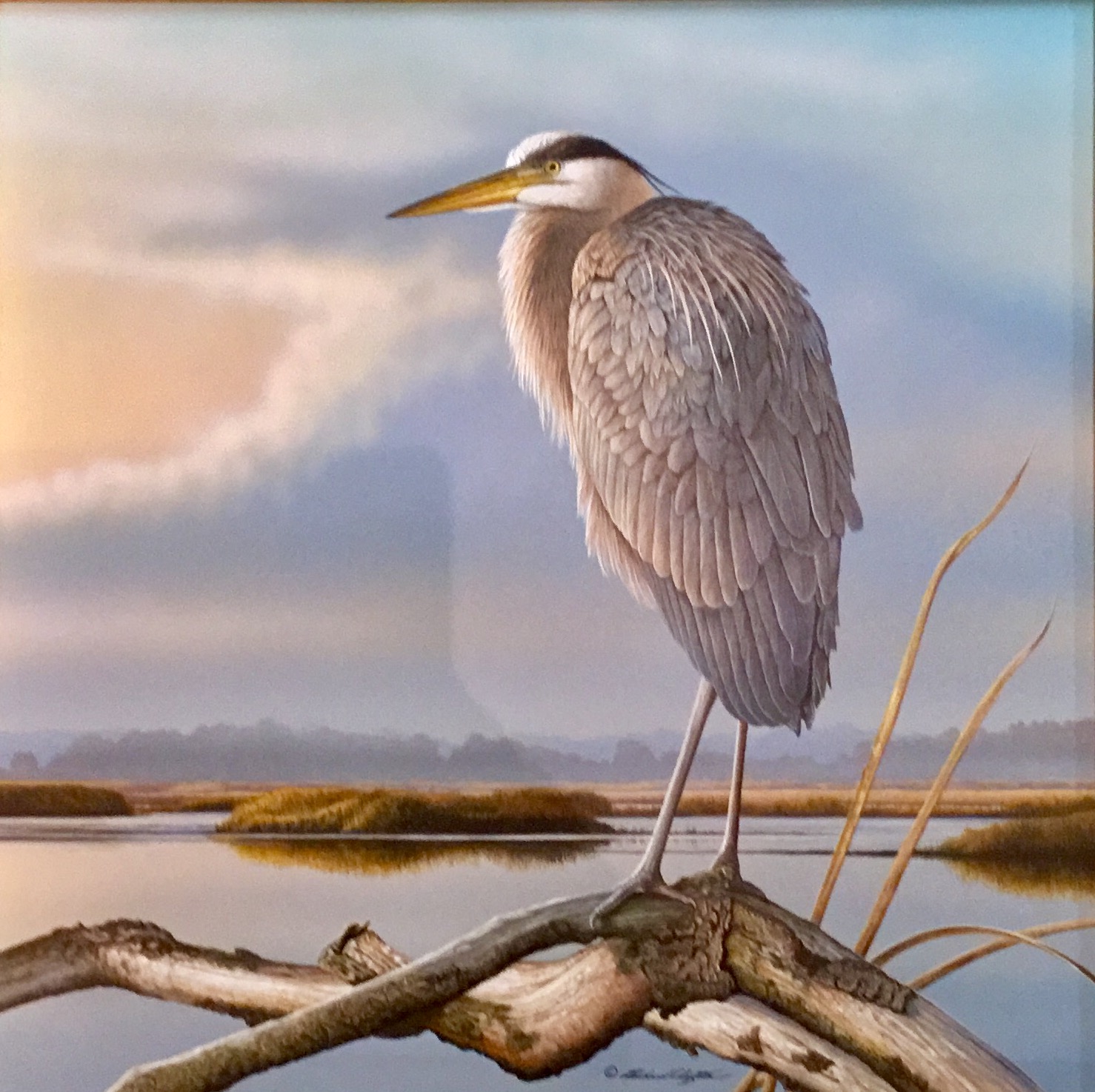 Great Blue Heron - by Richard Clifton