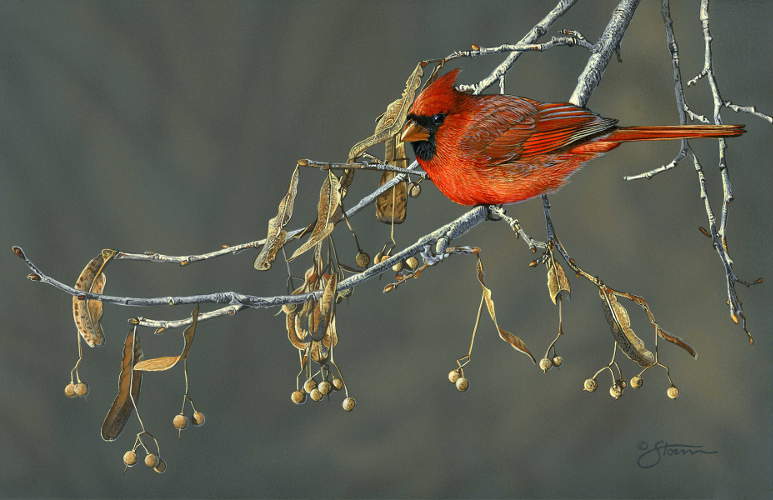 Basswood Cardinal  - Wildlife painting by Scot  Storm