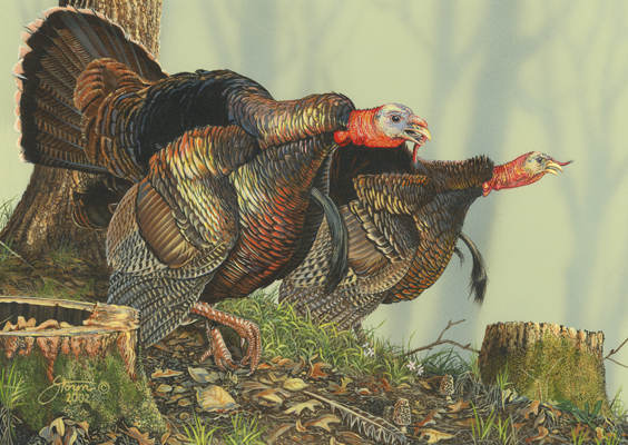 Double Gobble  - Wildlife painting by Scot  Storm