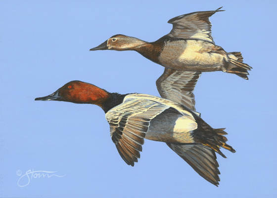 Canvasback Pair  - Wildlife painting by Scot  Storm