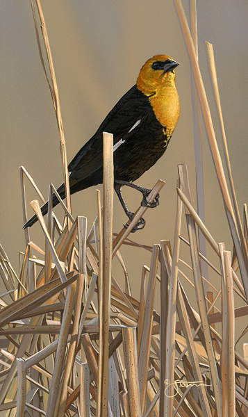 Yellow-headed Blackbird - Wildlife painting by Scot  Storm
