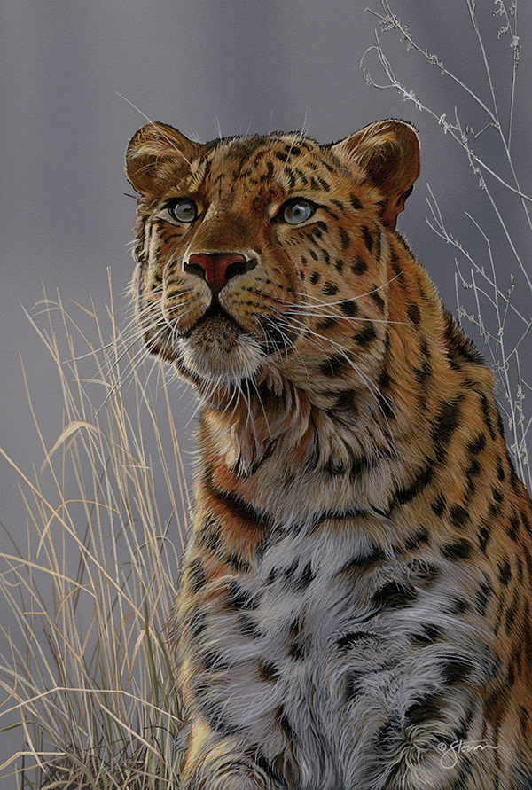 Amur Leopard  - Wildlife painting by Scot Storm