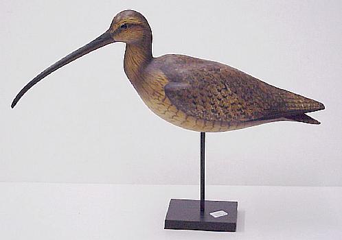 Curlew
