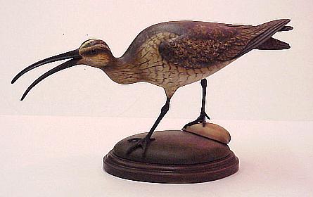 Hudsonian Curlew