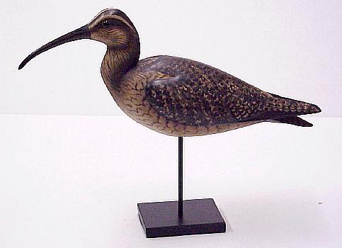 Resting Whimbrel