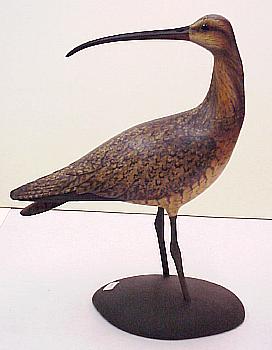 Sickle-Bill Curlew
