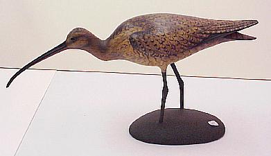 Sickle-Bill Curlew