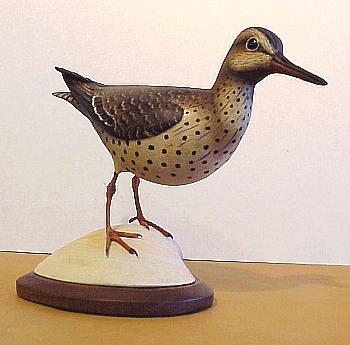Spotted Sandpiper