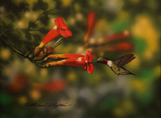 Trumpet Vine/Ruby-Throated Hummingbird by Richard Clifton