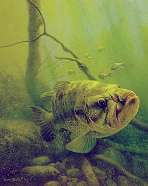 LARGEMOUTH - SHAD NIPPER by Larry Tople ~ 030105_003