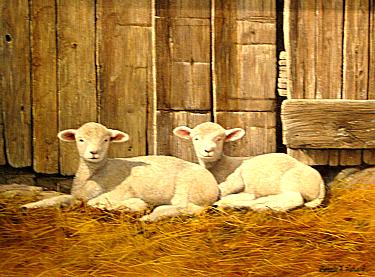 TWIN LAMBS by Gerald Lubeck ~ 070826_048
